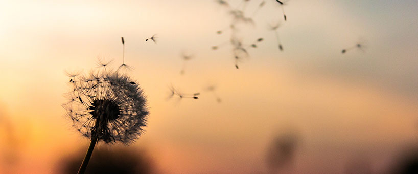 Allergie. Dente di leone - fiore